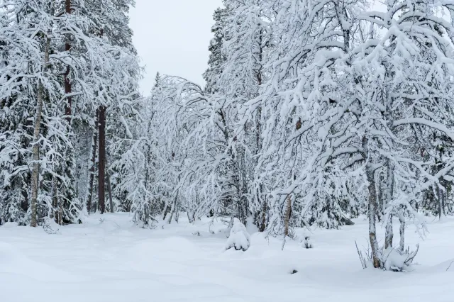 Snow in the woods