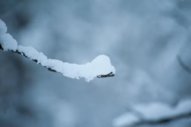 Schnee in den Wäldern