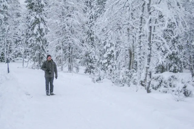 Snow in the woods