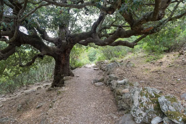 Der Weg nach Cala Goloritze" - dem schönsten Strand Sardiniens in der Gemeinde Baunei