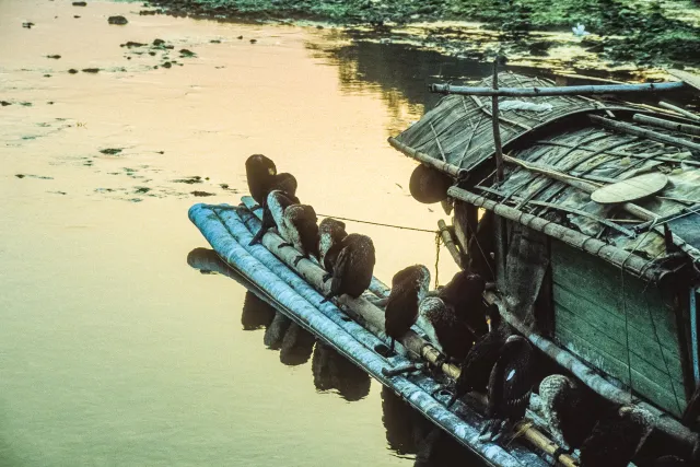 Cormorant fishermen on the Li River