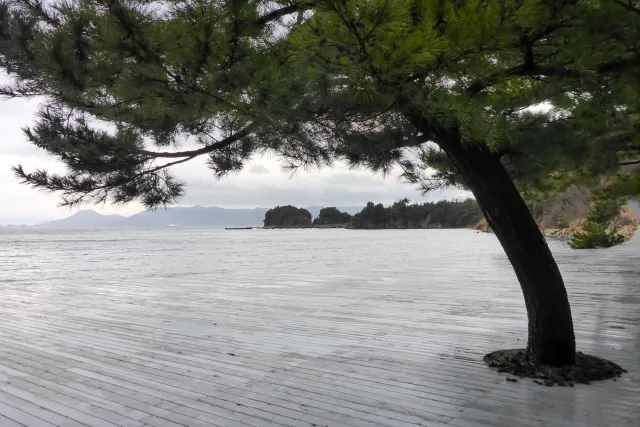 Meer, Terrasse, Baum