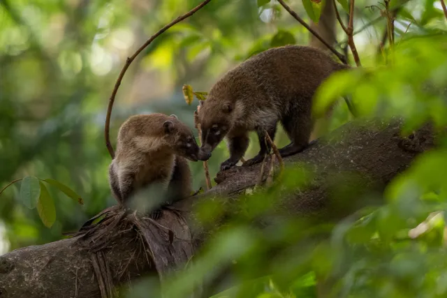 Coati on trees in the jungle near Villahermosa