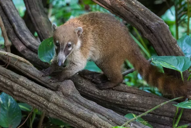 Coati in the jungle near Villahermosa