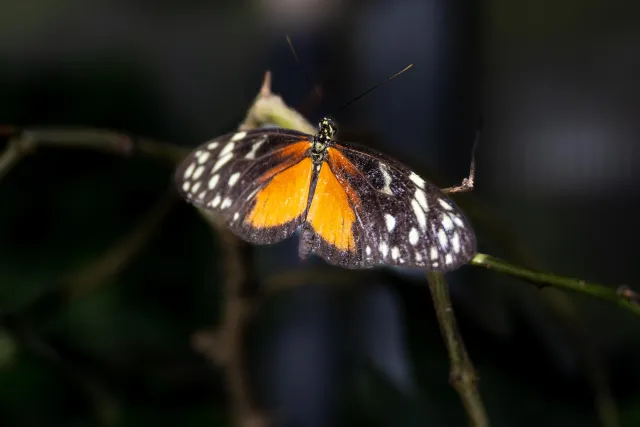 Goldener Passionsfalter (Heliconius hecale)