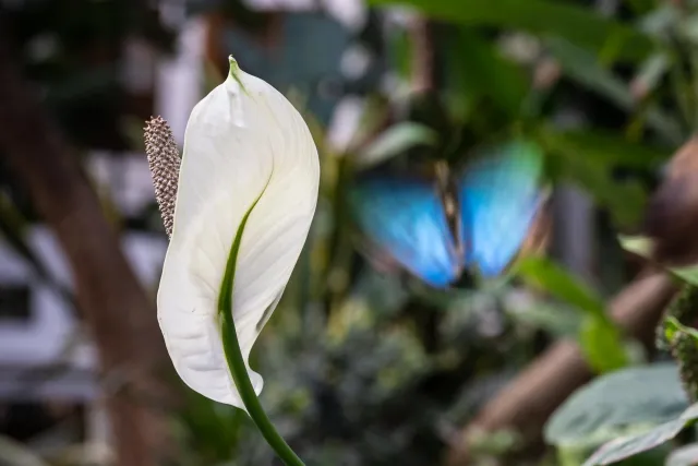 Blauer Morpho (Morpho peleides)