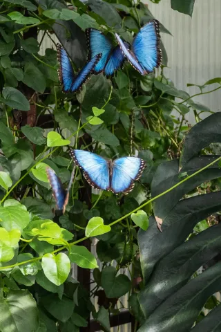 Blauer Morpho (Morpho peleides)