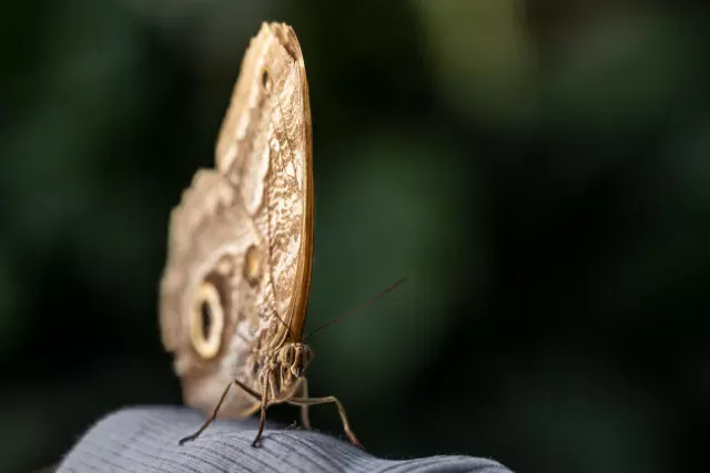 Banana falter (Caligo spec.)