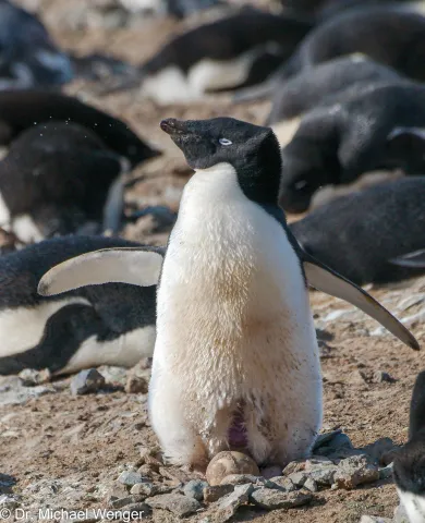 Adeliepinguine in der Antarktis