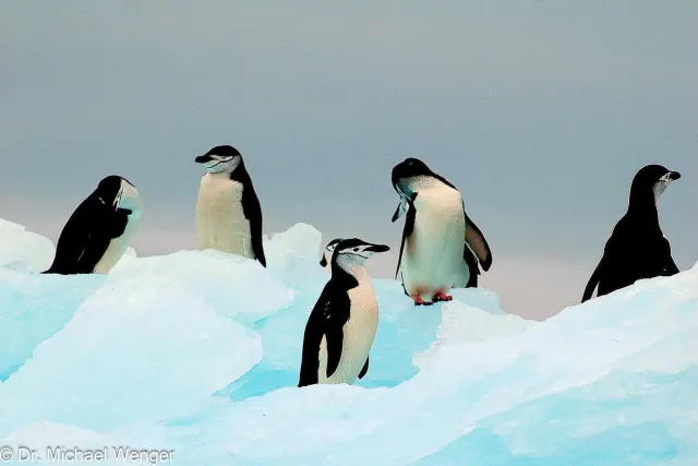 Chinstrap penguins in Antarctica