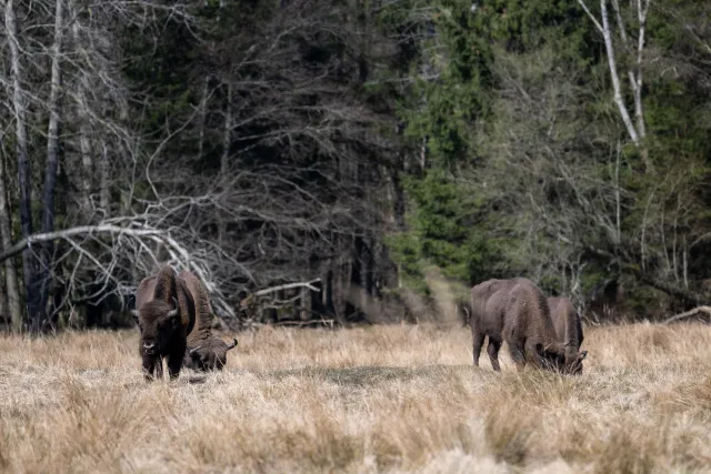 European bison on Bornholm