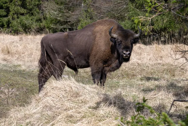 European bison on Bornholm