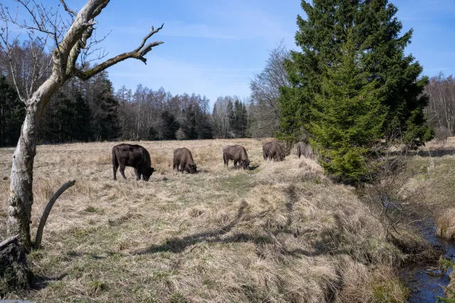 European bison on Bornholm