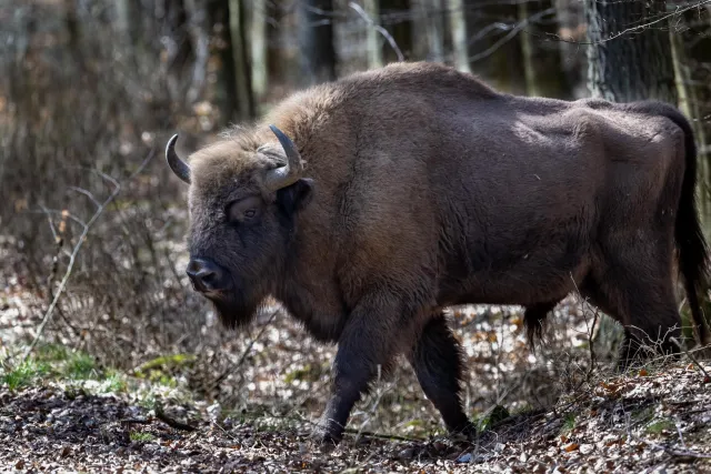 European bison on Bornholm