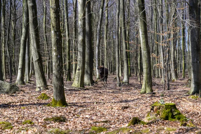 European bison on Bornholm