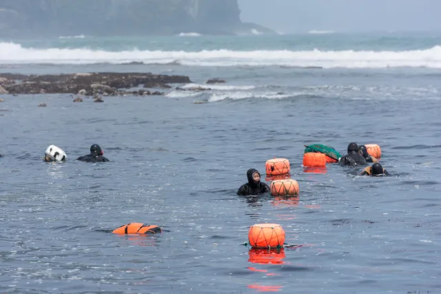 The sea women in the bay in front of the Seongsan Ilchulbong, a former volcano.