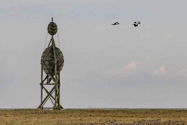 Shelducks on Neuwerk, the island in front of the Elbe estuary in the Hamburg Wadden Sea National Park