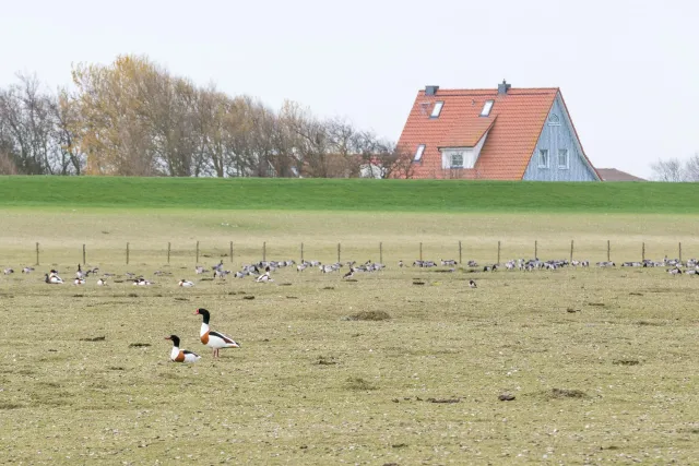 Brandgänse auf Neuwerk, der Insel vor der Elbmündung im Nationalpark Hamburgisches Wattenmeer