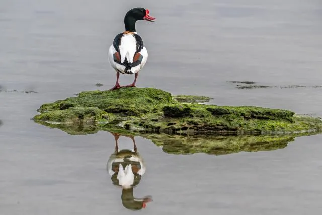 Shelduck on the Baltic coast of Bornholm