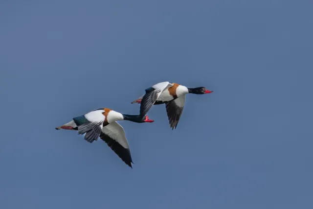 Shelducks in flight