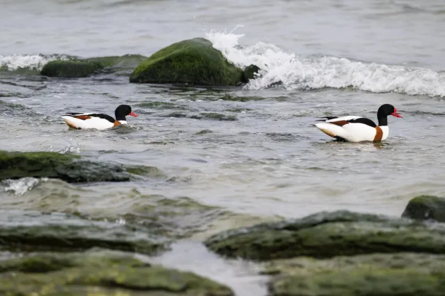 Common shelducks on the Baltic coast of Bornholm