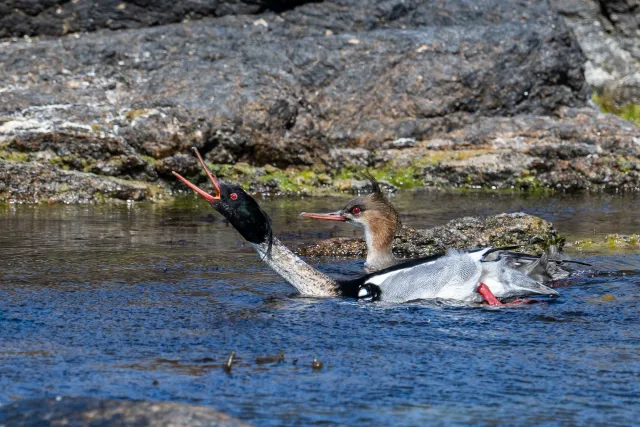 Mittelsäger (Mergus serrator) auf Bornholm