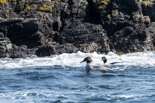 Gänsesäger (Mergus merganser) an der Ostseeküste von Bornholm