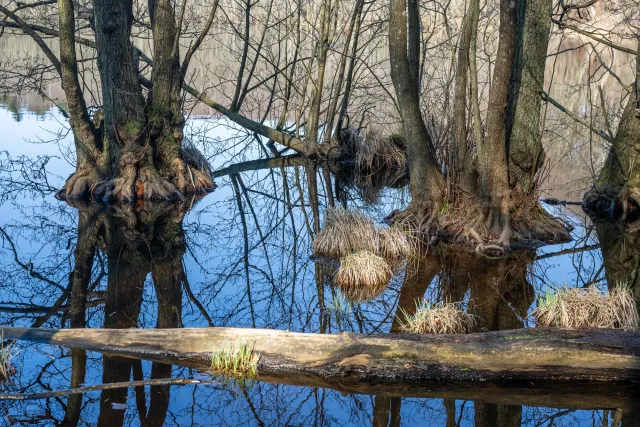 Die Seen der Buchenwälder