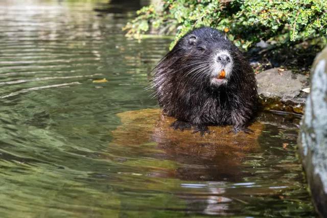 Coypu in the Japanese Garden.