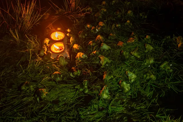 Nächtliches Froschspektakel  im Park von Mechelen