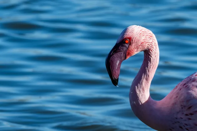  Porträt eines Zwergflamingos