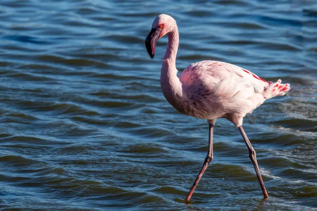 Schreitender Zwergflamingo