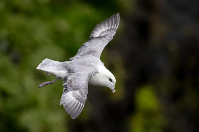 Fulmars at Mulafossur waterfall on Vágar